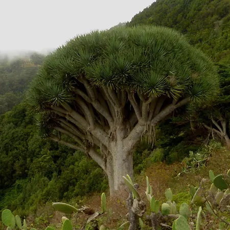 Appartamento Armonia Park, Tenerife